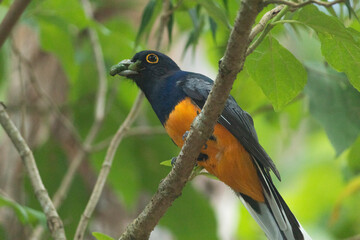 Sucuru&aacute; grande de barriga amarela (Trogon viridis)