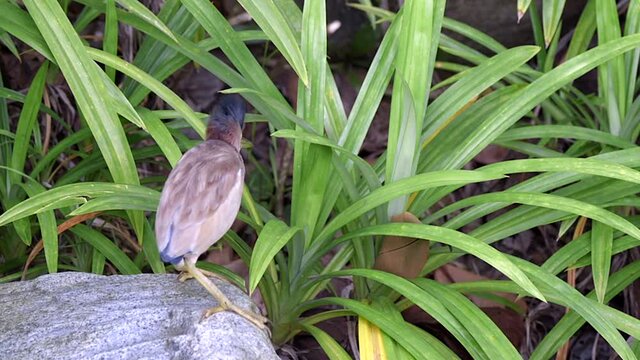 Little Yellow Bittern Standing On A Rock And Looking Around - Close up