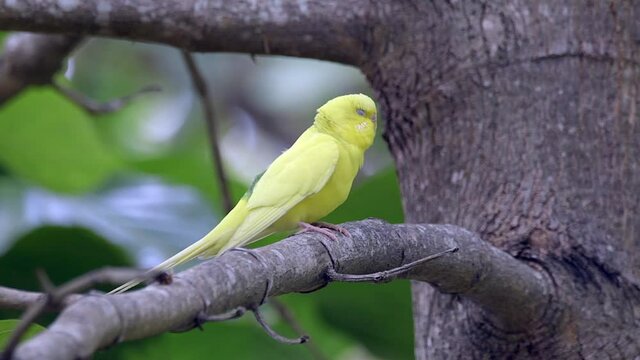 Pretty Yellow Parakeet Perching On A Tree Branch - close up
