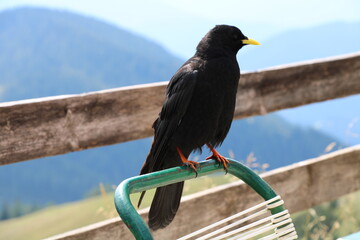 Wanderung im Dachsteingebirge, Österreich, Alpendohle an der Südwandhütte