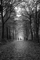 Dark avenue in beech forest with many dry leaves on the ground and at the end 2 riders on a horse in the daylight, all depicted in black and white.