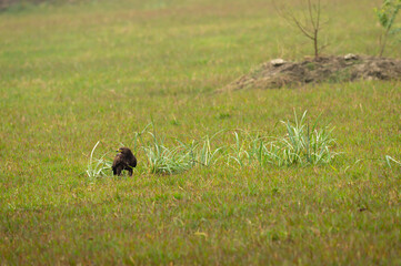 greater spotted eagle perched on ground in an open green grass field at keoladeo national park or bharatpur bird sanctuary rajasthan India - Clanga clanga