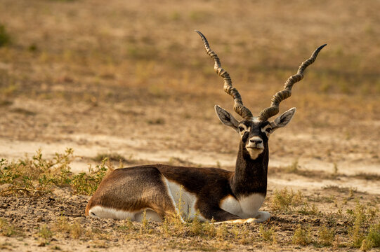 blackbuck or antilope cervicapra or indian antelope closeup resting in an open field at tal chhapar sanctuary rajasthan india