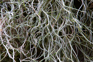 Close up of spanish moss for natural background, also called Tillandsia usneoides