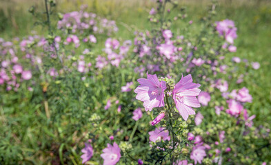 Obraz premium Pale pink flowering common mallow growing in a Dutch nature reserve in North Brabant. The photo was iaken on a sunny day in the end of the spring season.