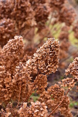 Dry flowers of a garden hydrangea in a home garden on a December bright winter day.