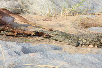 Schwarzfersenantilope und Nilkrokodil / Impala and Nile crocodile / Aepyceros melampus et...