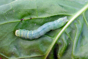 The Silver Y (Autographa gamma) is a migratory moth of the family Noctuidae. Caterpillars of this owlet moths are pests more than 200 different species of plants including crops.