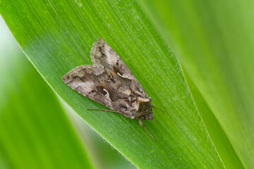 Obraz premium The Silver Y (Autographa gamma) is a migratory moth of the family Noctuidae. Caterpillars of this owlet moths are pests more than 200 different species of plants including crops. moth on a corn leaf.