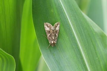 The Silver Y (Autographa gamma) is a migratory moth of the family Noctuidae. Caterpillars of this owlet moths are pests more than 200 different species of plants including crops. moth on a corn leaf.