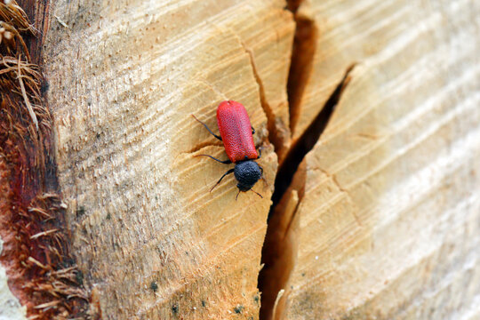 Capuchin beetle (latin name: Bostrichus capucinus - Bostrychidae) - insect sitting on oak wood.  It is a technical pest of wood.