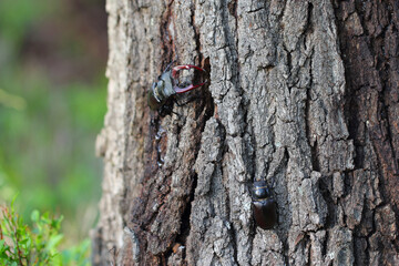 The European stag beetle (Lucanus cervus) on oak bark. It is the largest beetle in Europe,...