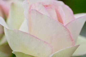 Fototapeta na wymiar ピンクのバラのクローズアップ