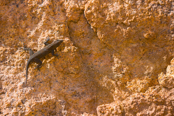 Gecko en las Montañas Branberg, Desierto del Namib, Namibia, Africa