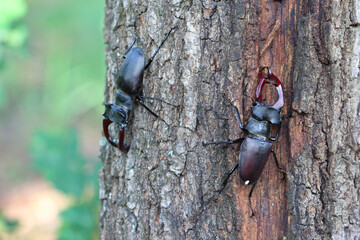 The European stag beetle (Lucanus cervus) on oak bark. It is the largest beetle in Europe, protected in many countries.