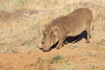 Warzenschwein / Warthog / Phacochoerus africanus
