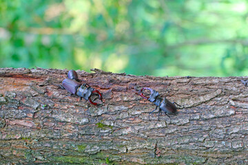 The European stag beetle (Lucanus cervus) on oak bark. It is the largest beetle in Europe,...