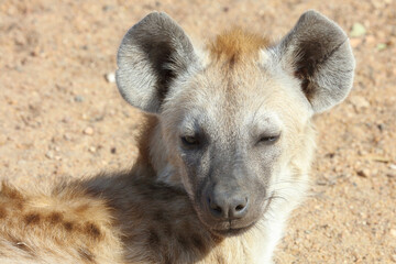 T&uuml;pfelhy&auml;ne / Spotted Hyaena / Crocuta crocuta.
