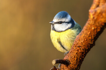 Blaumeise