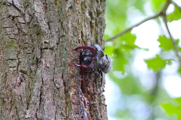 The European stag beetle (Lucanus cervus) on oak bark. It is the largest beetle in Europe,...