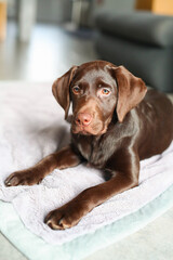 Süßer brauner Labrador Welpe liegt in der Wonung auf einer Decke