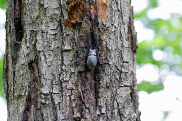The European stag beetle (Lucanus cervus) on oak bark. It is the largest beetle in Europe,...