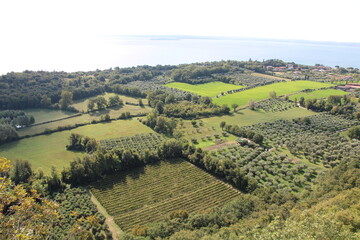 Olive Trees, Lake Garda, Italy