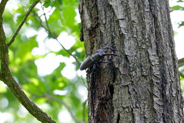 The European stag beetle (Lucanus cervus) on oak bark. It is the largest beetle in Europe, protected in many countries.