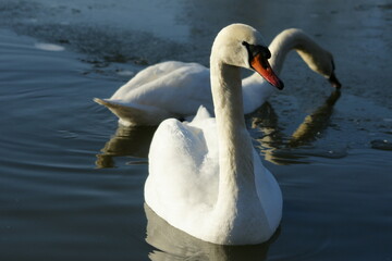 Swans in the lake Srpek