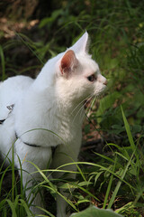 Naklejka na ściany i meble white cat with one eye on the walk