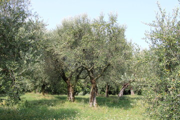 Olive tree cultivation, Lake Garda, Italy