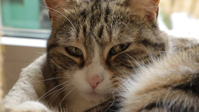 Muso di gatto, Cat face