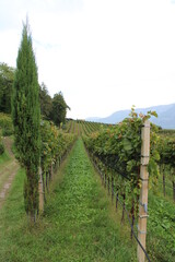 Fototapeta na wymiar Wine cultivation in Missian (Eppan) in Überetsch, South Tyrol