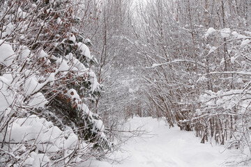 Winter frosty day in a beautiful snowy forest. The road in the snowy forest.
