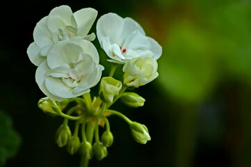 Pelargonium or Geranium white color up close look at a group of flowering and buds, Sofia, Bulgaria  