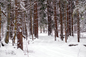 Winter frosty day in a beautiful snowy forest. The road in the snowy forest.