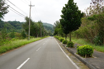 Fototapeta na wymiar 西表島の木々の並ぶ道路