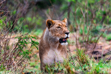 Naklejka premium female lion on the prowl