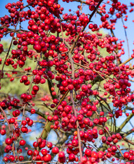 Obraz premium Fruits of a red sentinel apple tree, a ornamental apple also called ruber custos, malus Evereste