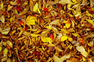 Autumn Carpet
