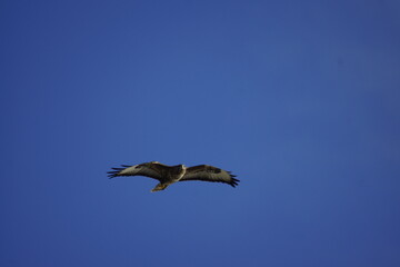 bird in flight
