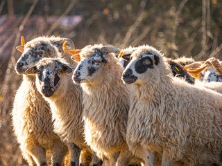 a herd of sheep on a meadow