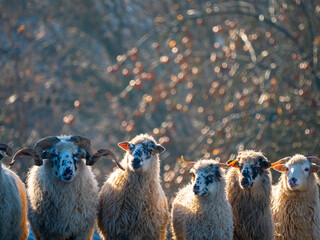 a herd of sheep on a meadow