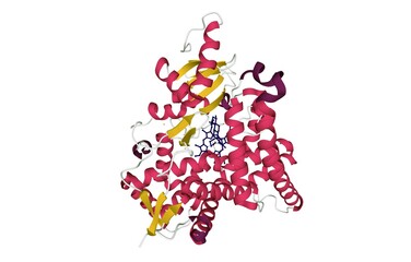 Human placental aromatase cytochrome P450 (CYP19A1) complexed with testosterone, 3D cartoon model with colored elements of the secondary structure, white background