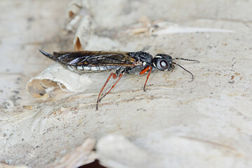 A female of the Black Necked Wood Wasp on a birch log (Xiphydria camelus, Family Xiphydriidae)