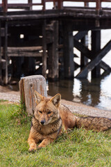 Close-up view of South American gray fox in Los Alerces National Park, Patagonia, Argentina