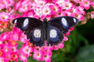 Danaid eggfly (Hypolimnas misippus) male butterfly