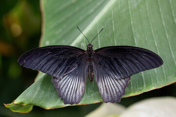 Great Mormon (Papilio memnon) male butterfly