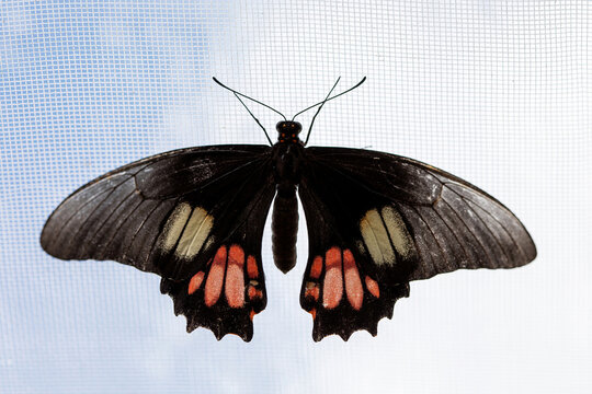 Cattleheart (Parides) butterfly