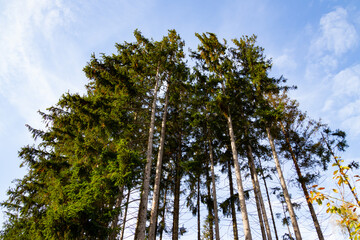 Looking up at pine trees in autumn. Low angle view or bottom view of trees moving in the wind.